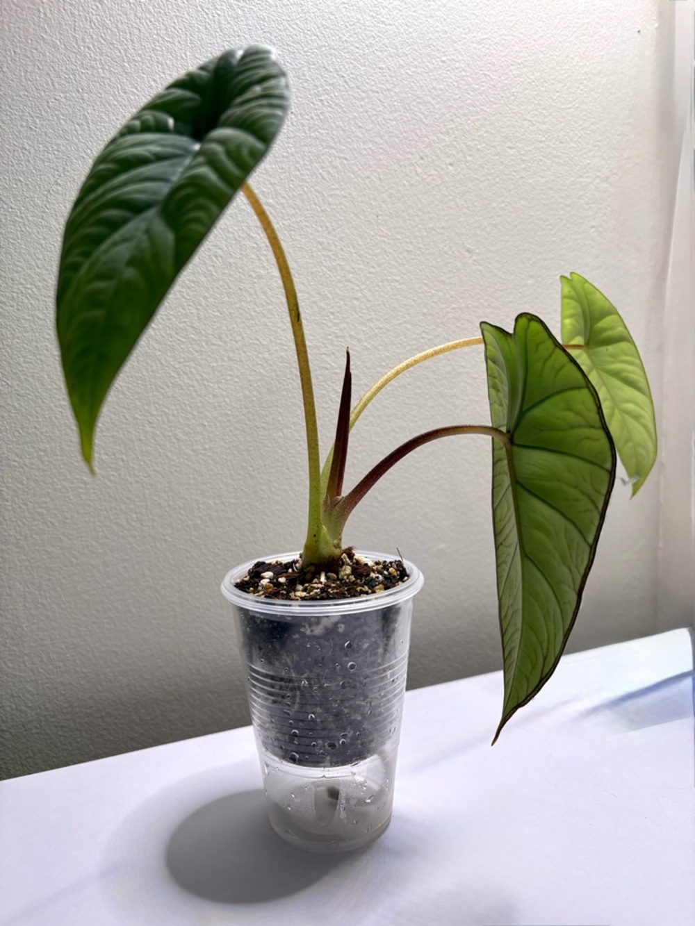 Alocasia Platinum – Rooted Plant, Healthy & Established — Active Growth